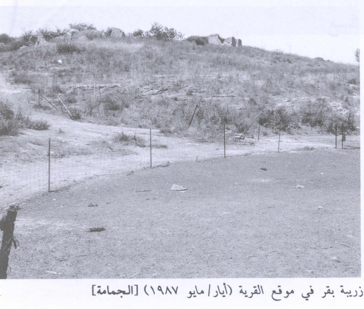صورة لقرية الجمامه - فلسطين: : منظر عام لمركز القرية المدمر-1990