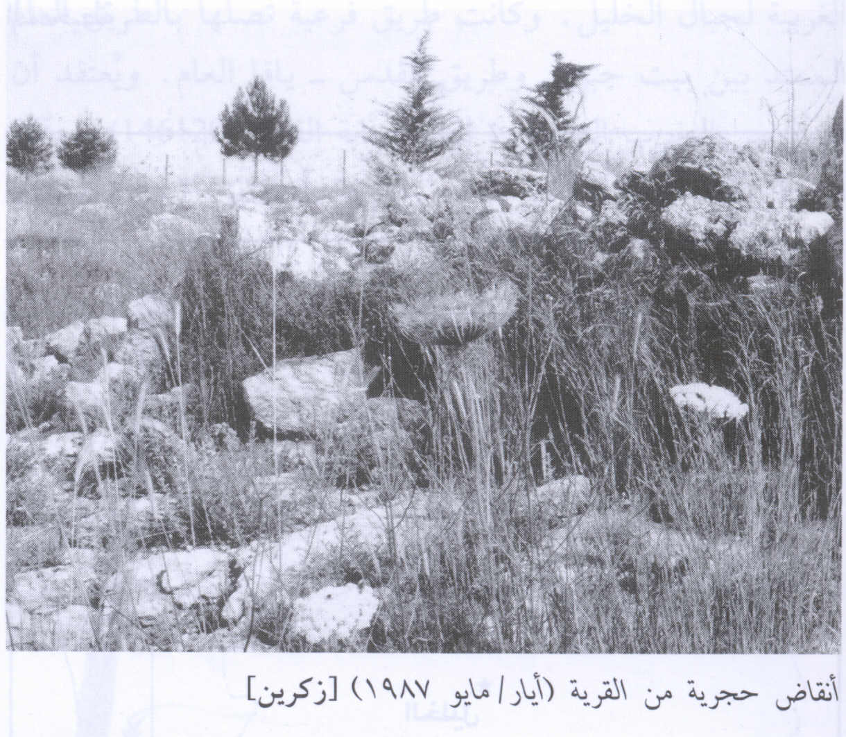 صورة لقرية ذكرين (زِكرِين) - فلسطين: : أطلال بيوت القرية المدمرة 1987