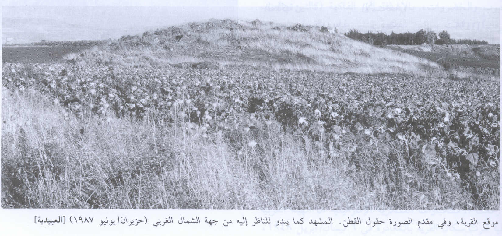 صورة لقرية العبيدية - فلسطين: : منظر لموقع القرية (من الجهة الشمالية الغربية) التي دمرها الصهاينة وطهروا عرقياً سكانه، اُنقر الصورة لتكبيرها.1987. كما ترى فالقطن يزرعه الاسرائيليون في القرية.