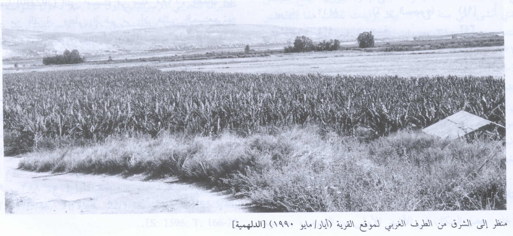 صورة لقرية الدلهمية - فلسطين: : منظر في الاتجاه الشرقي من الحدود الغربية للقرية التي دمرها الصهاينة وطهروا سكانها عرقياً، اُنقر الصورة لتكبيرها. 1990.